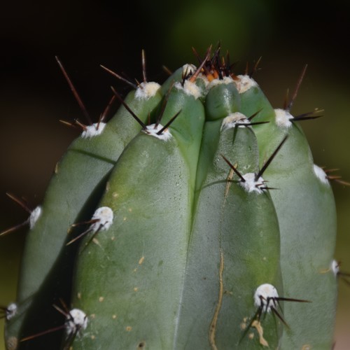 Cereus repandus