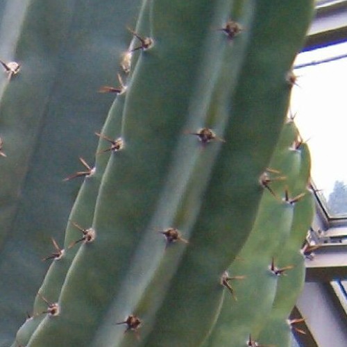 Cereus validus