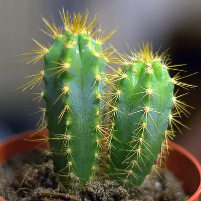 Cereus