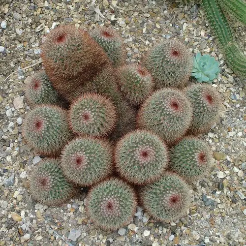 Cactus cespiteux