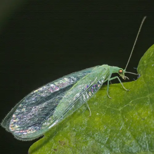 Chrysoperla carnea