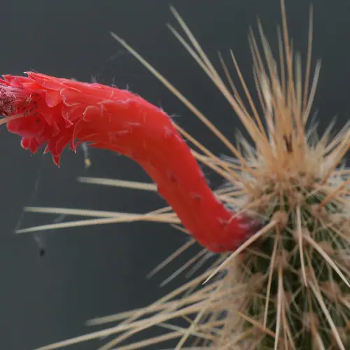 Cleistocactus baumannii