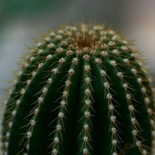 Cleistocactus brookei