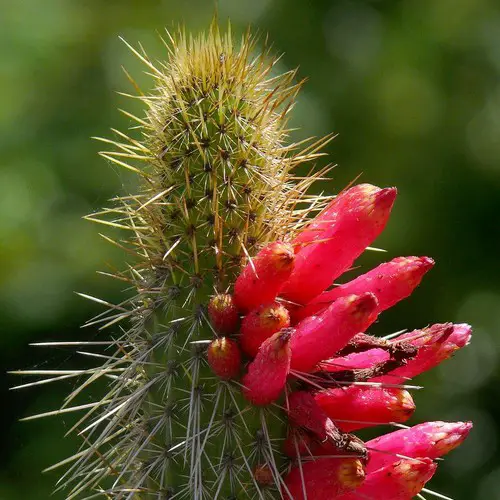 Cleistocactus candelilla