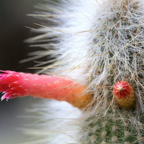 Cleistocactus hyalacanthus