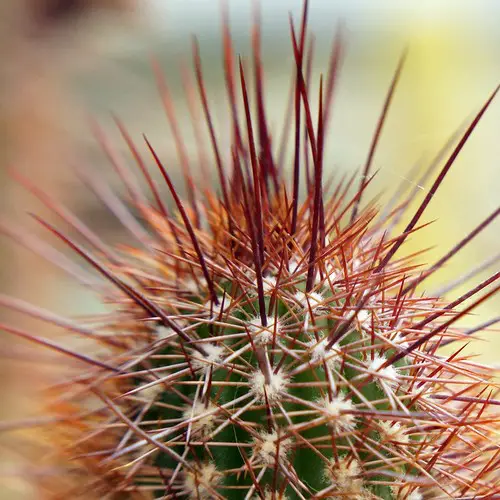 Cleistocactus icosagonus