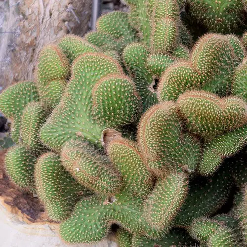 Cleistocactus samaipatanus 'cristata'