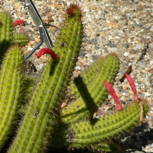 Cleistocactus samaipatanus