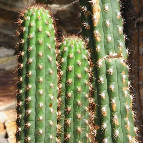 Cleistocactus sepium