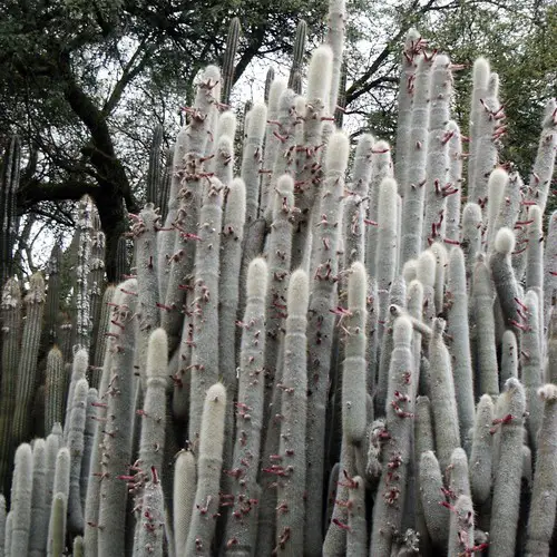 Cleistocactus strausii