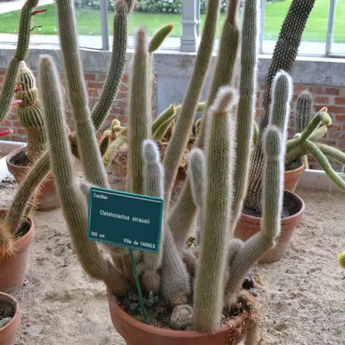 Cleistocactus strausii