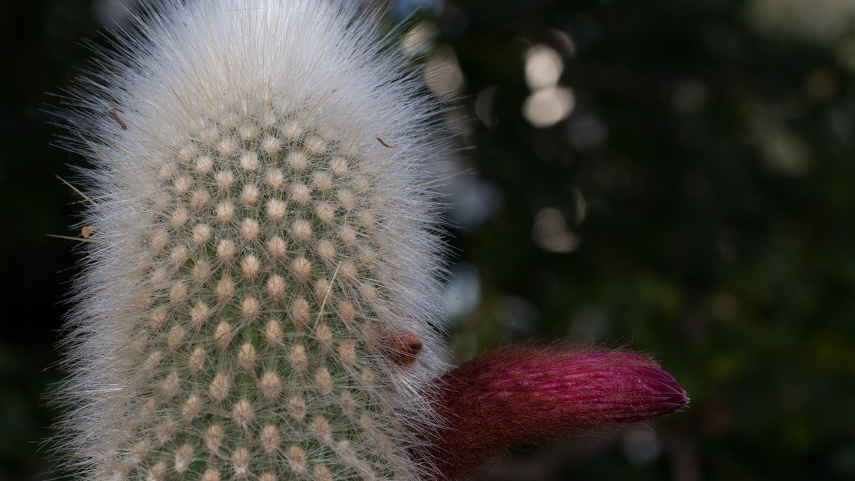 Cleistocactus strausii