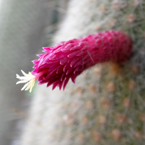 Fleur de Cleistocactus strausii