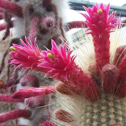 Fleurs de Cleistocactus strausii