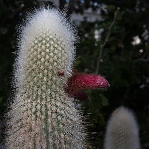 Cleistocactus strausii