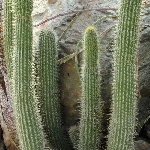 Cleistocactus tominensis