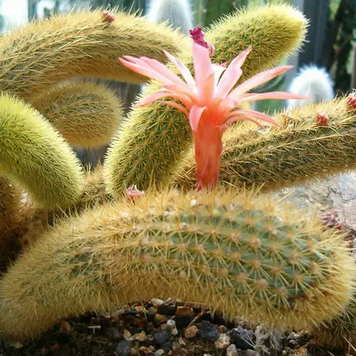 Cleistocactus Winteri