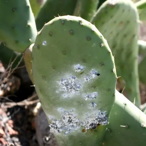 Cochenilles farineuses cactus