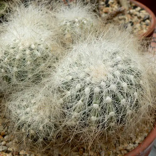 Copiapoa