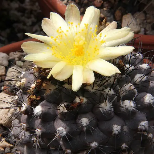 Copiapoa varispinata