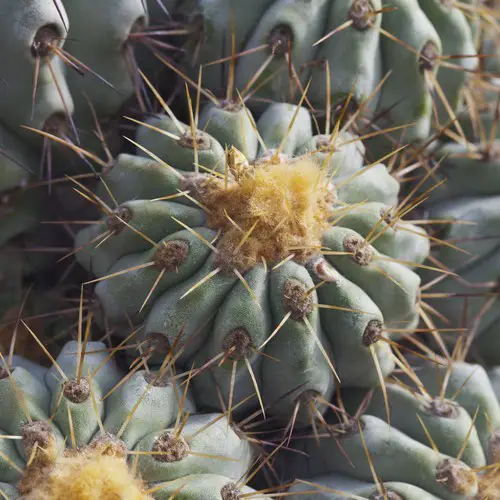 Copiapoa cinerea