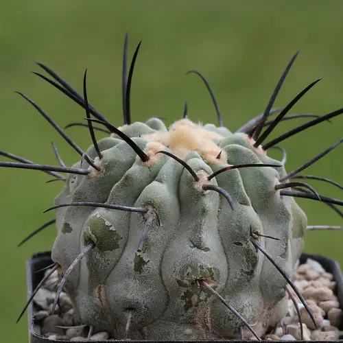 Copiapoa dealbata