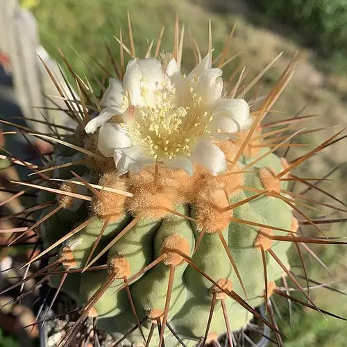 Copiapoa haseltoniana