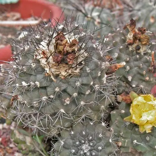 Copiapoa humilis