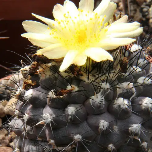 Copiapoa hypogaea