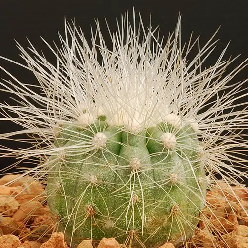 Copiapoa krainziana