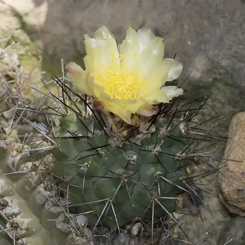 Copiapoa montana