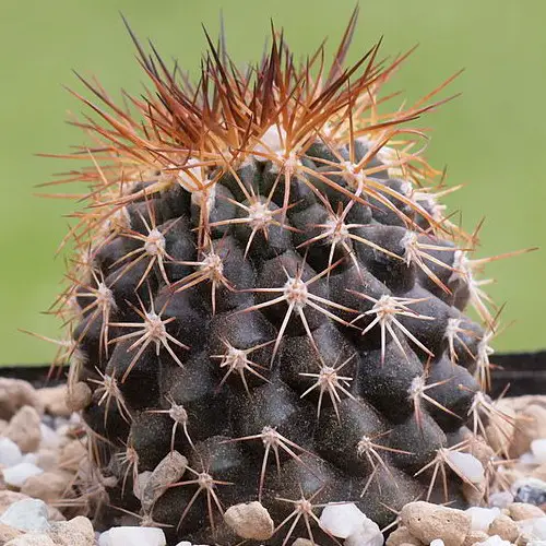 Copiapoa serpentisulcata