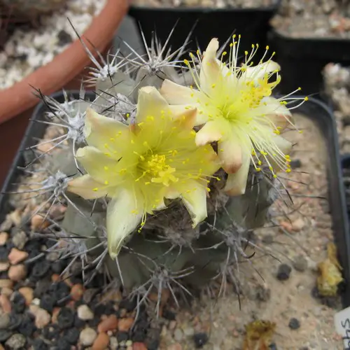 Copiapoa