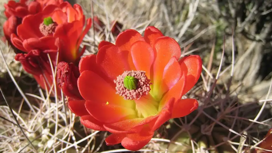 Corolle d'une fleur : définition simple et illustrée – Cactus Encyclo