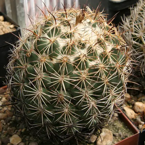 Coryphantha compacta