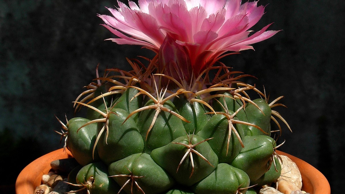 Coryphantha elephantidens