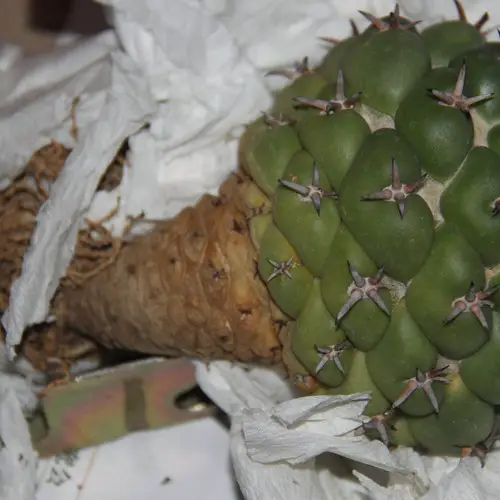 Racine de Coryphantha elephantidens