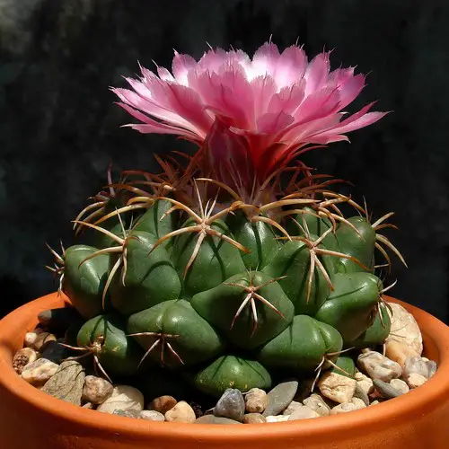 Coryphantha elephantidens