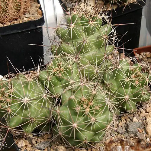 Coryphantha macromeris