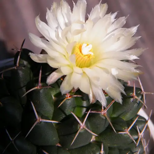 Coryphantha maiz-tablasensis