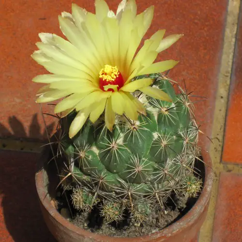 Rejets de Coryphantha palmeri