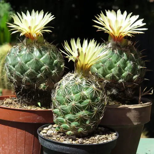 Coryphantha palmeri