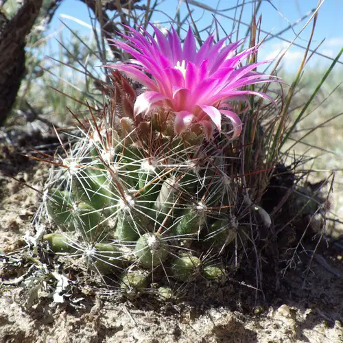 Coryphantha (Escobaria) vivipara