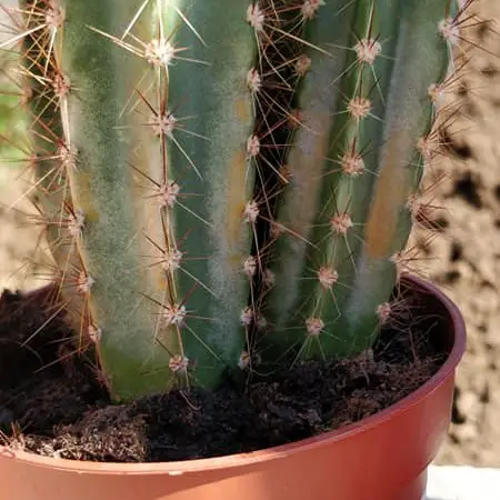 Cactus coup de soleil