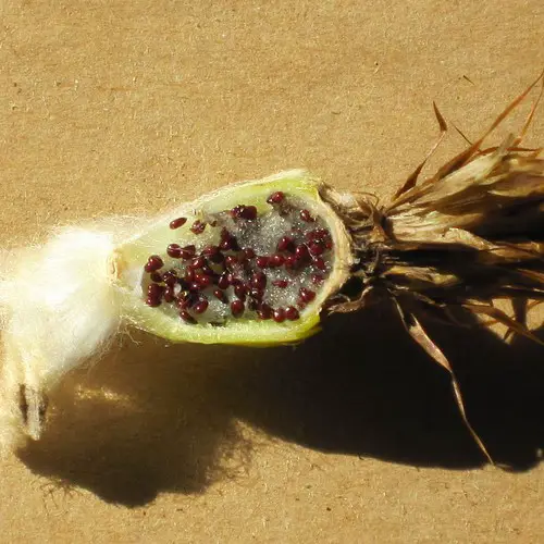 Fruit d'Echinocactus grusonii