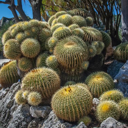 Echinocactus grusonii