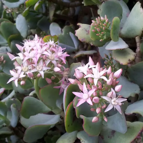 Fleurs de Crassula arborescens undulata / undulatifolia