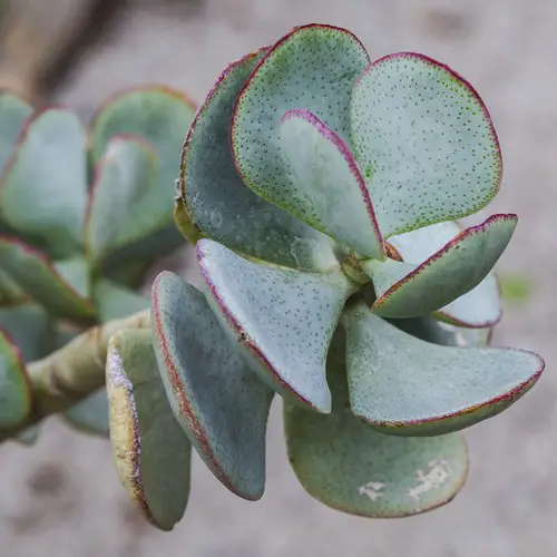 Crassula arborescens