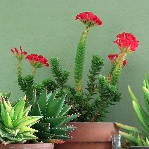 Fleurs de Crassula coccinea