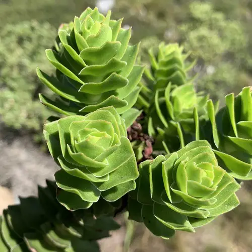 Crassula coccinea